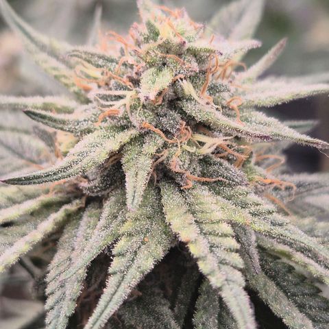 Mimosa evo stecki  🍊🍋🍍 (65-70bt) growlog timeline photo