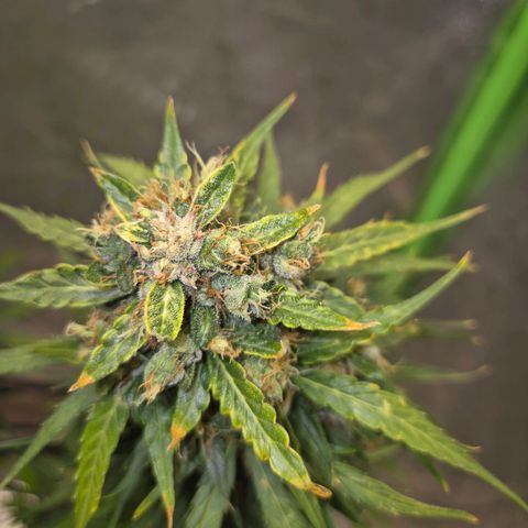 💚CHOCOLOPE 🍫 ☕️auto (56-63 BT) growlog timeline photo