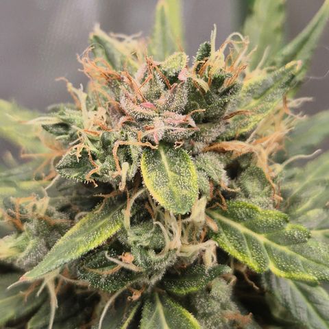 💚CHOCOLOPE 🍫 ☕️auto (56-63 BT) growlog timeline photo