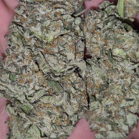 ICE 💚🧊 (63-70bt) growlog timeline photo