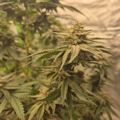 Mimosa evo stecki  🍊🍋🍍 (65-70bt) growlog timeline photo
