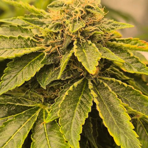 💚Bubba kush 🦝 (56-63 BT) growlog timeline photo