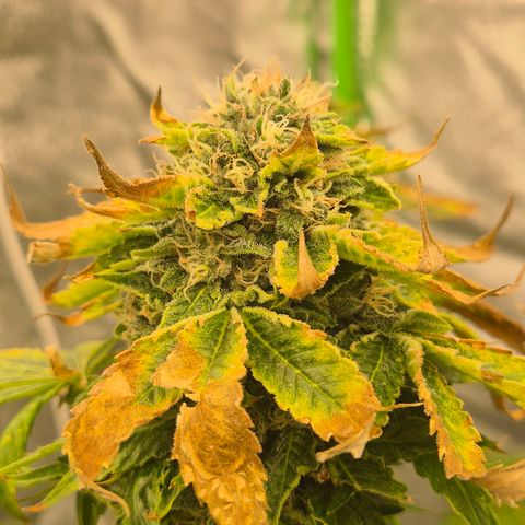 💚Bubba kush 🦝 (56-63 BT) growlog timeline photo