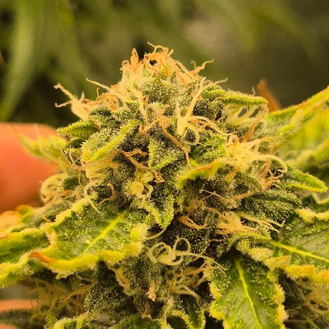 💚Bubba kush 🦝 (56-63 BT) growlog timeline photo