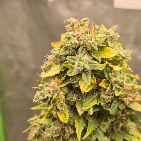 💚CHOCOLOPE 🍫 ☕️auto (56-63 BT) growlog photo: 💚