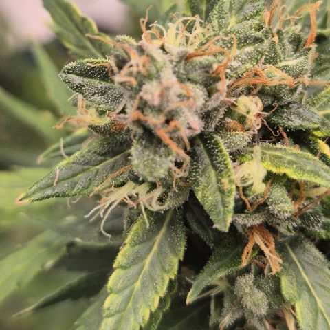 💚CHOCOLOPE 🍫 ☕️auto (56-63 BT) growlog timeline photo