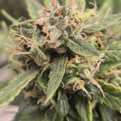💚CHOCOLOPE 🍫 ☕️auto (56-63 BT) growlog timeline photo