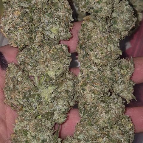 ICE 💚🧊 (63-70bt) growlog timeline photo