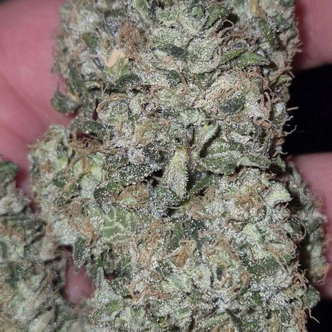 ICE 💚🧊 (63-70bt) growlog timeline photo