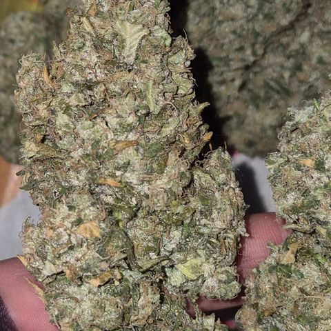 ICE 💚🧊 (63-70bt) growlog timeline photo