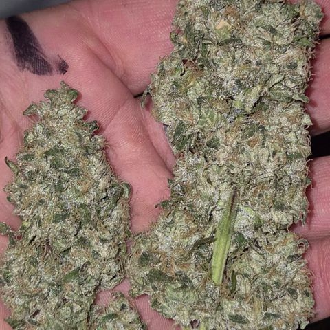 ICE 💚🧊 (63-70bt) growlog timeline photo
