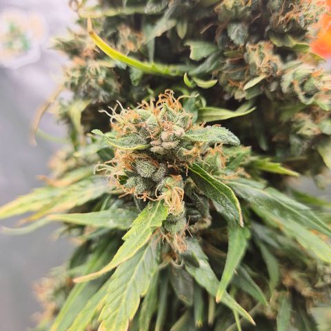 💚CHOCOLOPE 🍫 ☕️auto (56-63 BT) growlog timeline photo