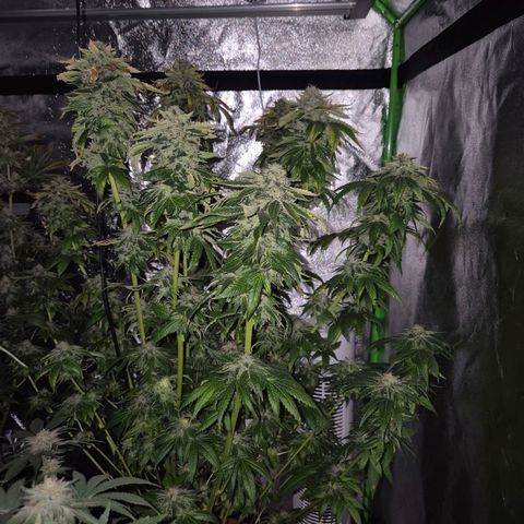💚Bubba kush 🦝 (56-63 BT) growlog timeline photo