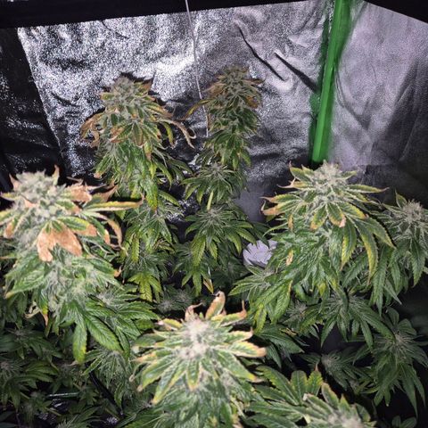 💚Bubba kush 🦝 (56-63 BT) growlog timeline photo