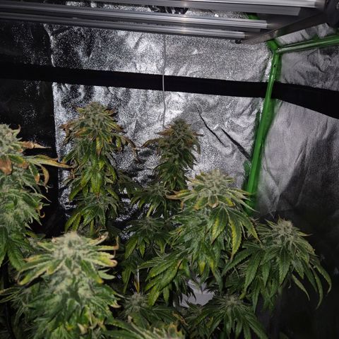 💚Bubba kush 🦝 (56-63 BT) growlog timeline photo
