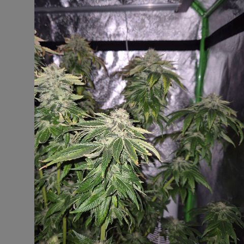 💚Bubba kush 🦝 (56-63 BT) growlog timeline photo