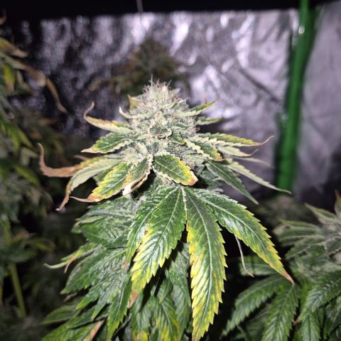 💚Bubba kush 🦝 (56-63 BT) growlog timeline photo