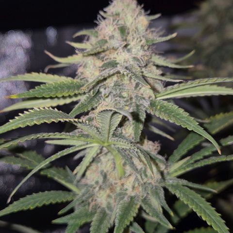 Tangerine dream 🌴 (60-65bt)  growlog timeline photo