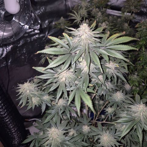 Mimosa evo stecki  🍊🍋🍍 (65-70bt) growlog timeline photo