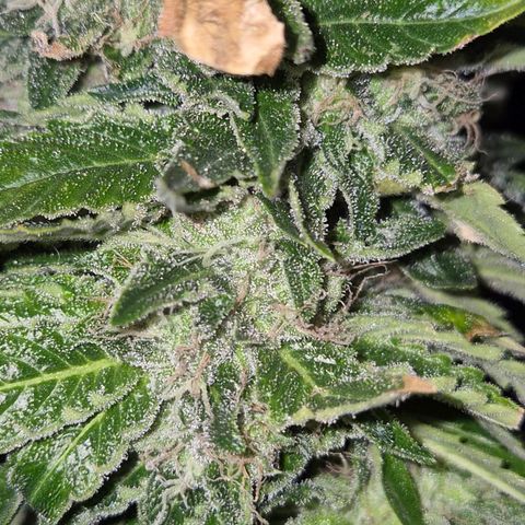 💚Bubba kush 🦝 (56-63 BT) growlog timeline photo