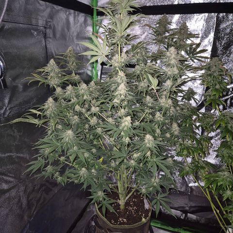 Tangerine dream 🌴 (60-65bt)  growlog timeline photo