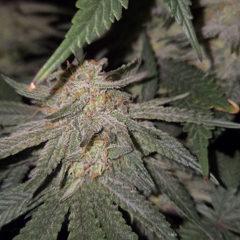 Mimosa evo stecki  🍊🍋🍍 (65-70bt) growlog timeline photo