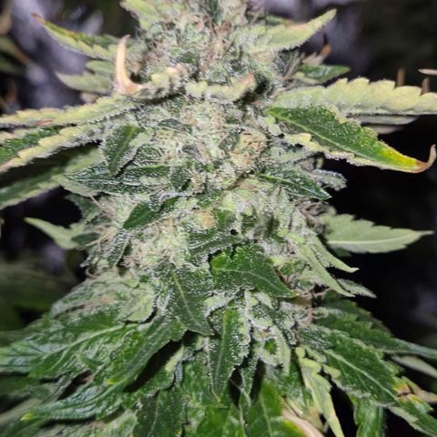 💚Bubba kush 🦝 (56-63 BT) growlog timeline photo