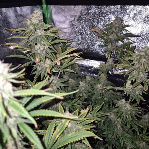Tangerine dream 🌴 (60-65bt)  growlog timeline photo