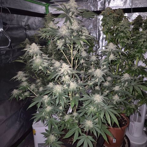 Mimosa evo stecki  🍊🍋🍍 (65-70bt) growlog timeline photo