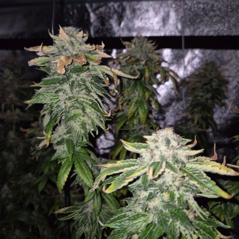 💚Bubba kush 🦝 (56-63 BT) growlog timeline photo