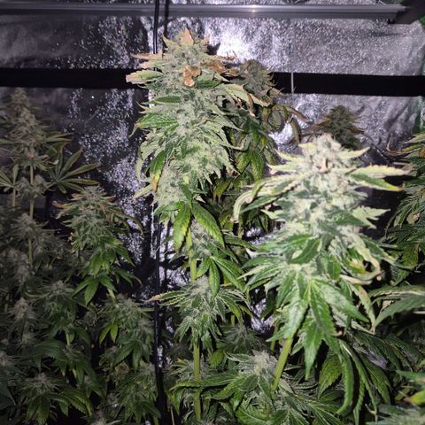 💚Bubba kush 🦝 (56-63 BT) growlog timeline photo