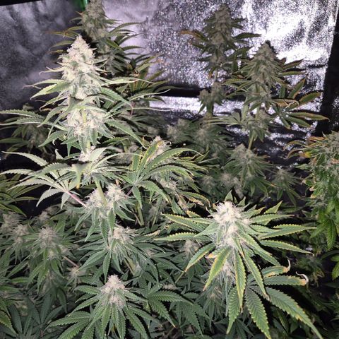 Tangerine dream 🌴 (60-65bt)  growlog timeline photo