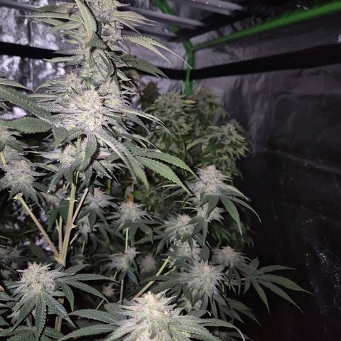 Mimosa evo stecki  🍊🍋🍍 (65-70bt) growlog timeline photo