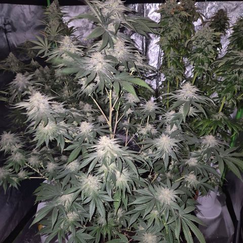 Mimosa evo stecki  🍊🍋🍍 (65-70bt) growlog timeline photo