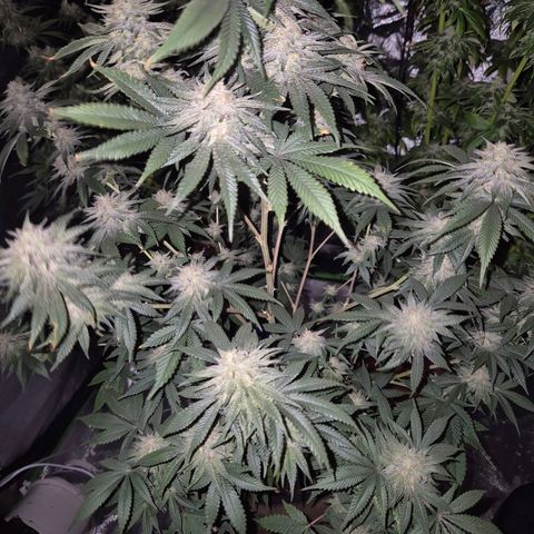 Mimosa evo stecki  🍊🍋🍍 (65-70bt) growlog timeline photo