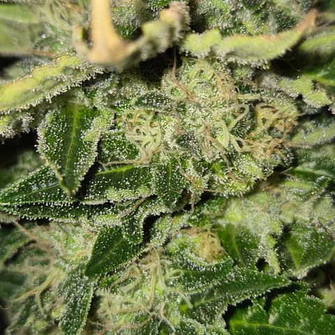 💚Bubba kush 🦝 (56-63 BT) growlog timeline photo