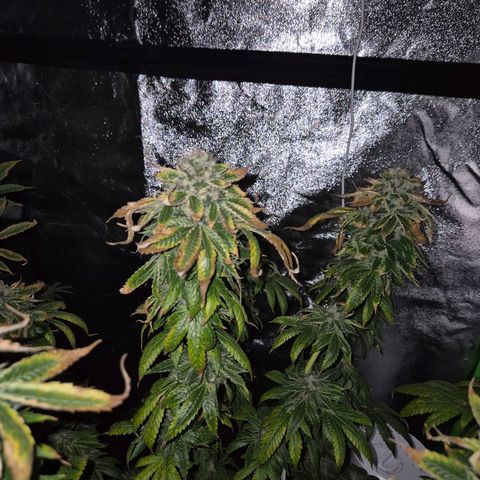 💚Bubba kush 🦝 (56-63 BT) growlog timeline photo