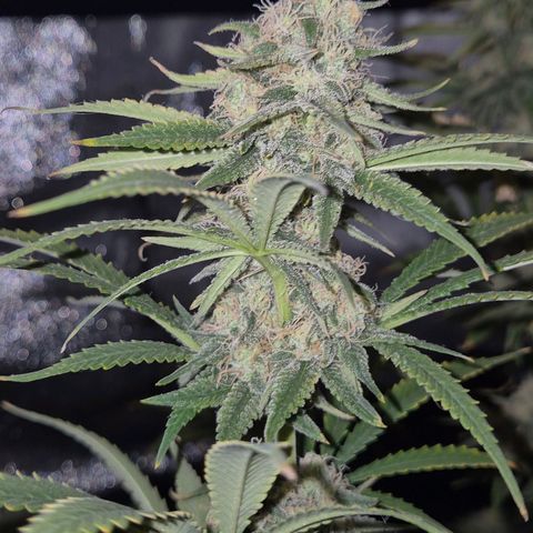 Tangerine dream 🌴 (60-65bt)  growlog timeline photo