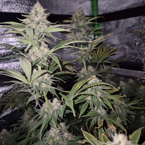 Tangerine dream 🌴 (60-65bt)  growlog timeline photo