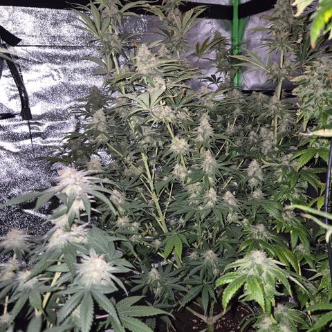 Tangerine dream 🌴 (60-65bt)  growlog timeline photo