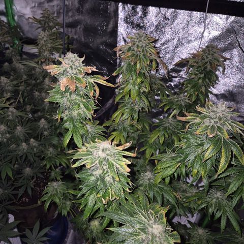 💚Bubba kush 🦝 (56-63 BT) growlog timeline photo