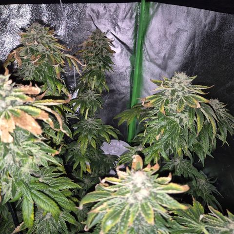 💚Bubba kush 🦝 (56-63 BT) growlog timeline photo