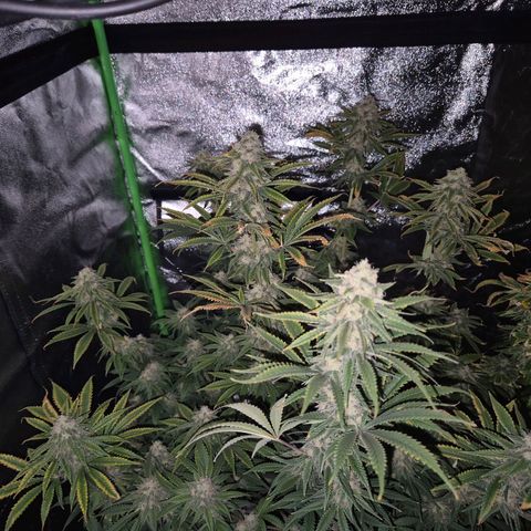 Tangerine dream 🌴 (60-65bt)  growlog timeline photo