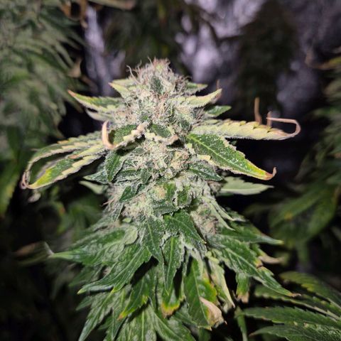 💚Bubba kush 🦝 (56-63 BT) growlog timeline photo