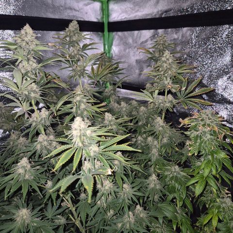 Tangerine dream 🌴 (60-65bt)  growlog timeline photo