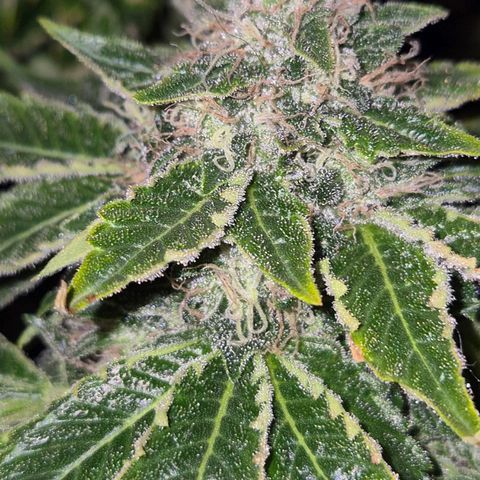 💚Bubba kush 🦝 (56-63 BT) growlog timeline photo