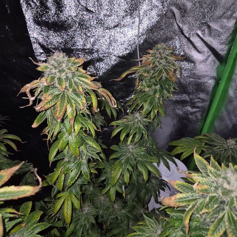 💚Bubba kush 🦝 (56-63 BT) growlog timeline photo