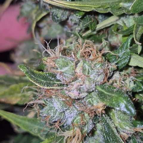 💚CHOCOLOPE 🍫 ☕️auto (56-63 BT) growlog timeline photo