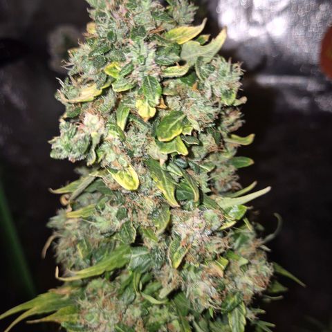 💚CHOCOLOPE 🍫 ☕️auto (56-63 BT) growlog timeline photo