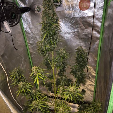 💚CHOCOLOPE 🍫 ☕️auto (56-63 BT) growlog timeline photo